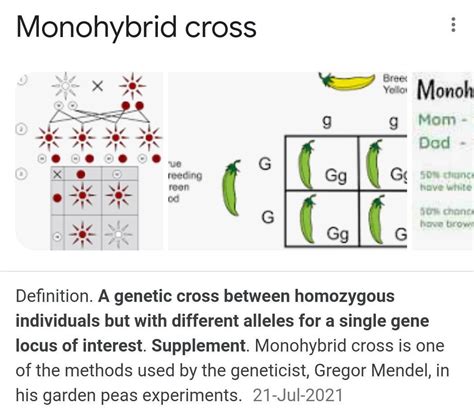 monohybrid cross definition|explain a monohybrid cross.